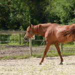 equitation etho blog destinations cheval